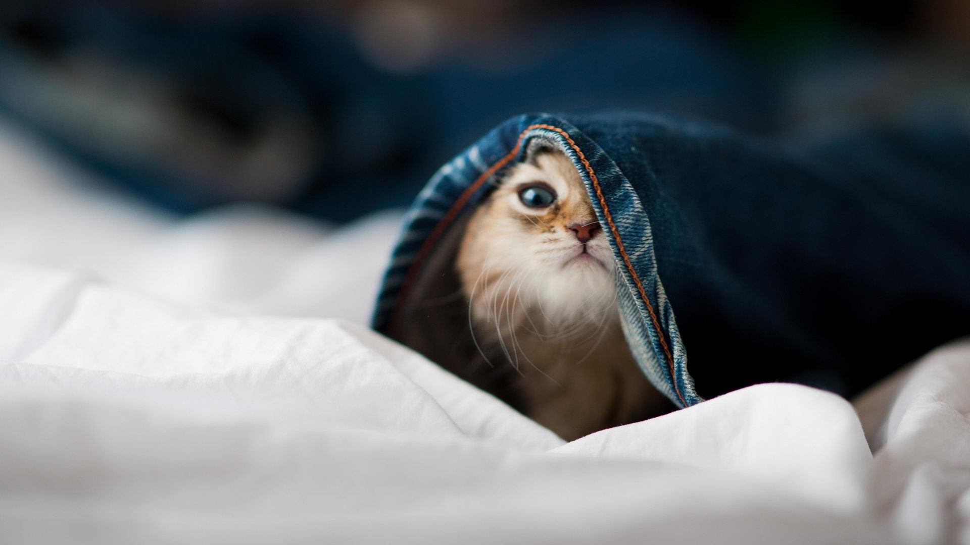 绝境之王，厄德高89分钟绝杀点燃克氏德国新生